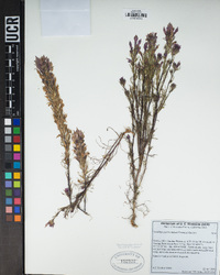 Castilleja exserta image