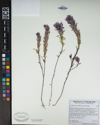 Castilleja exserta image