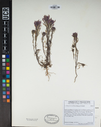 Castilleja exserta image