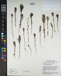 Castilleja exserta image