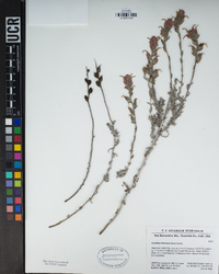 Castilleja foliolosa image