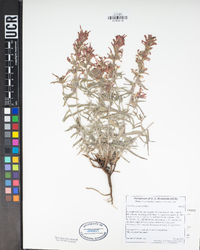 Castilleja pruinosa image