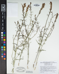 Castilleja linariifolia image