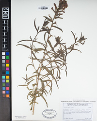 Castilleja mollis image