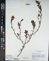 Castilleja mollis image