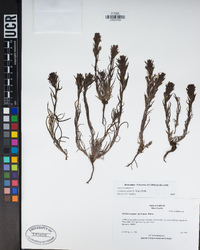 Castilleja pilosa image