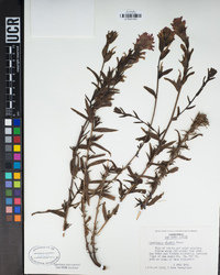 Castilleja affinis var. affinis image