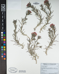 Castilleja foliolosa image