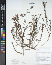 Castilleja applegatei image