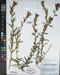 Castilleja applegatei image