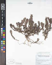 Castilleja exserta subsp. latifolia image