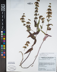 Collinsia tinctoria image