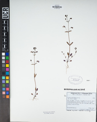 Collinsia childii image