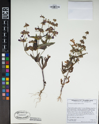 Collinsia heterophylla image