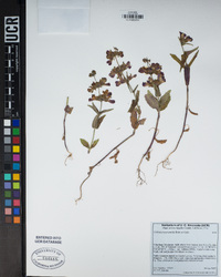 Collinsia heterophylla image