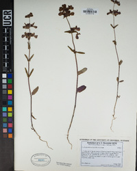 Collinsia heterophylla image