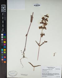 Collinsia heterophylla image