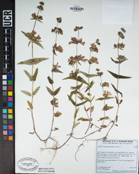 Collinsia heterophylla image