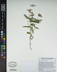 Collinsia heterophylla image