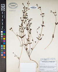 Collinsia parryi image