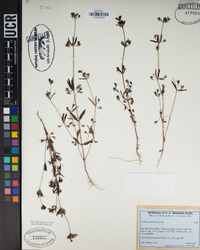 Collinsia parviflora image