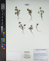 Collinsia parviflora image