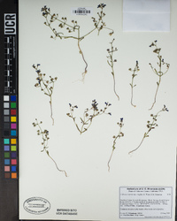 Collinsia torreyi image