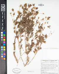 Cordylanthus eremicus subsp. eremicus image