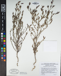 Cordylanthus parviflorus image