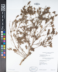 Cordylanthus pilosus subsp. hansenii image