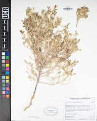 Cordylanthus tecopensis image