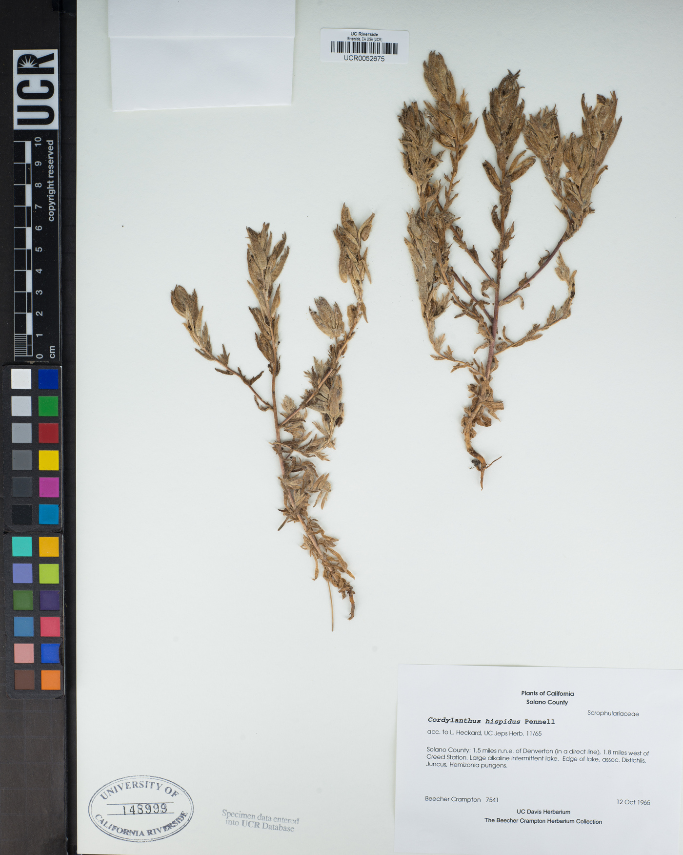 Cordylanthus mollis subsp. hispidus image
