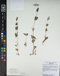 Erythranthe floribunda image