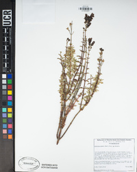 Keckiella breviflora subsp. breviflora image