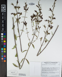 Keckiella breviflora subsp. glabrisepala image