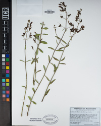 Keckiella breviflora subsp. breviflora image
