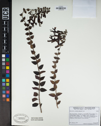 Keckiella cordifolia image