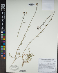 Nuttallanthus texanus image