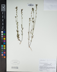 Nuttallanthus canadensis image