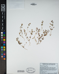 Erythranthe arenaria image