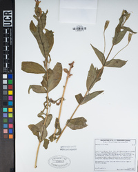 Erythranthe erubescens image