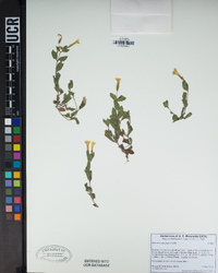 Erythranthe moschata image