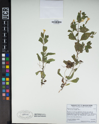 Erythranthe moschata image