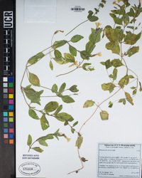 Erythranthe moschata image