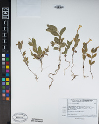 Erythranthe moschata image