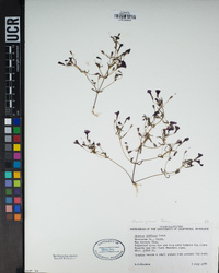 Erythranthe diffusa image