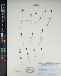 Erythranthe diffusa image