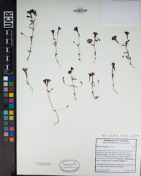 Erythranthe diffusa image