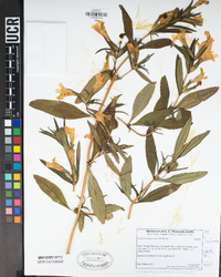 Diplacus × lompocensis image
