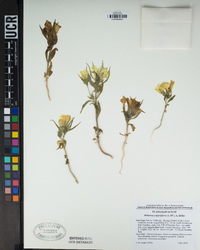 Mohavea confertiflora image